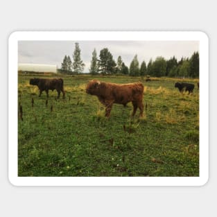 Scottish Highland Cattle Bulls 2080 Sticker